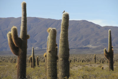 Cactus growing on field against sky