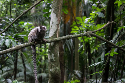 Bird perching on tree in forest