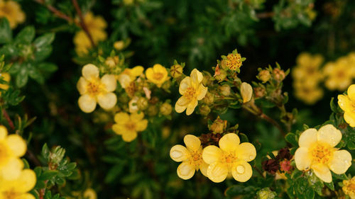Close-up of yellow flowering plants in field
