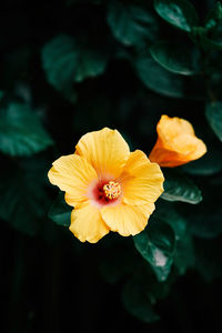 Close-up of yellow flowering plant