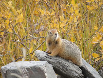 Close-up of squirrel on rock against trees