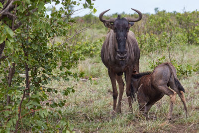 Calf wildebeest is drinking by his mother