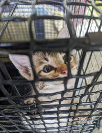 Close-up of a cat in cage