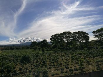 Trees and grass against sky