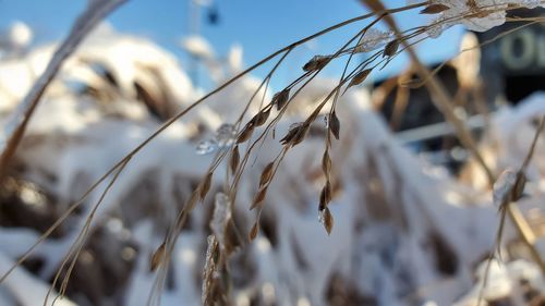 Close-up of stalks in field against sky