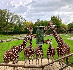 Zebras on a field