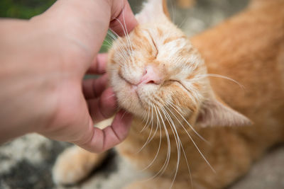 Close-up of hand holding cat