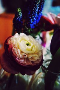 Close-up of rose bud