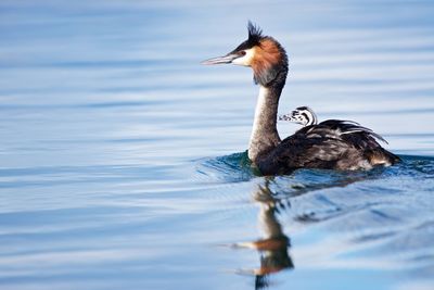 Close-up of bird in lake