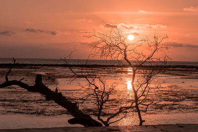 Silhouette tree on beach against sky during sunset