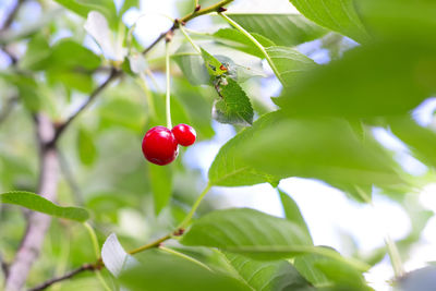 Close-up of red berries growing on tree