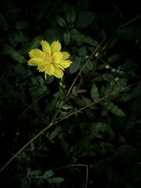 Close-up of yellow flowering plant