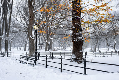 Snow covered bare trees on field during winter