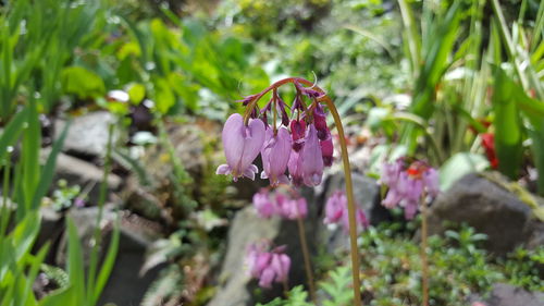 Close-up of pink flowers blooming outdoors