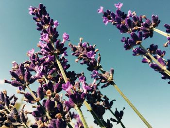 Low angle view of pink flowers