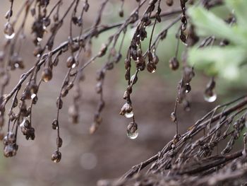 Close-up of water drops on twig during winter