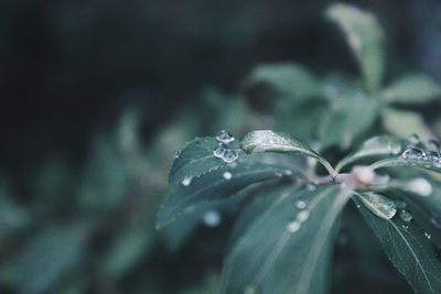 Close-up of raindrops on plant