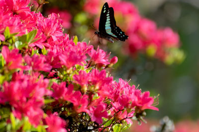 Close-up of butterfly pollinating on pink flower