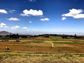 Scenic view of field against sky