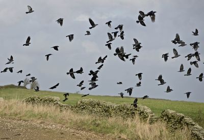 Flock of birds flying in the sky