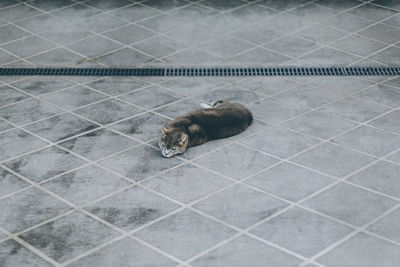 High angle view of a dog resting on tiled floor