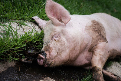 Close-up of a sleeping resting