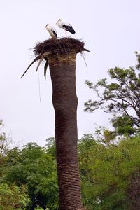 Low angle view of bird perching on wooden post against sky