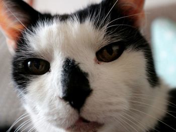 Close-up portrait of cat