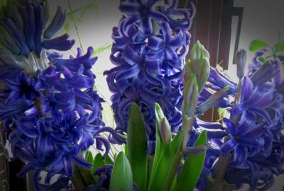 Close-up of purple flowers