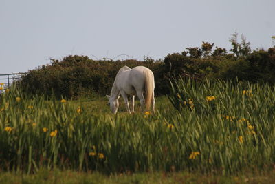 Horse grazing in a field