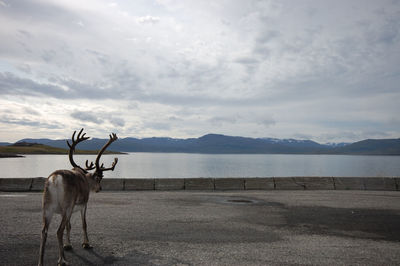 Deer in a lake against sky