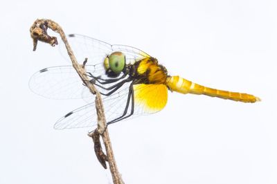 Close-up of dragonfly on plant against white background