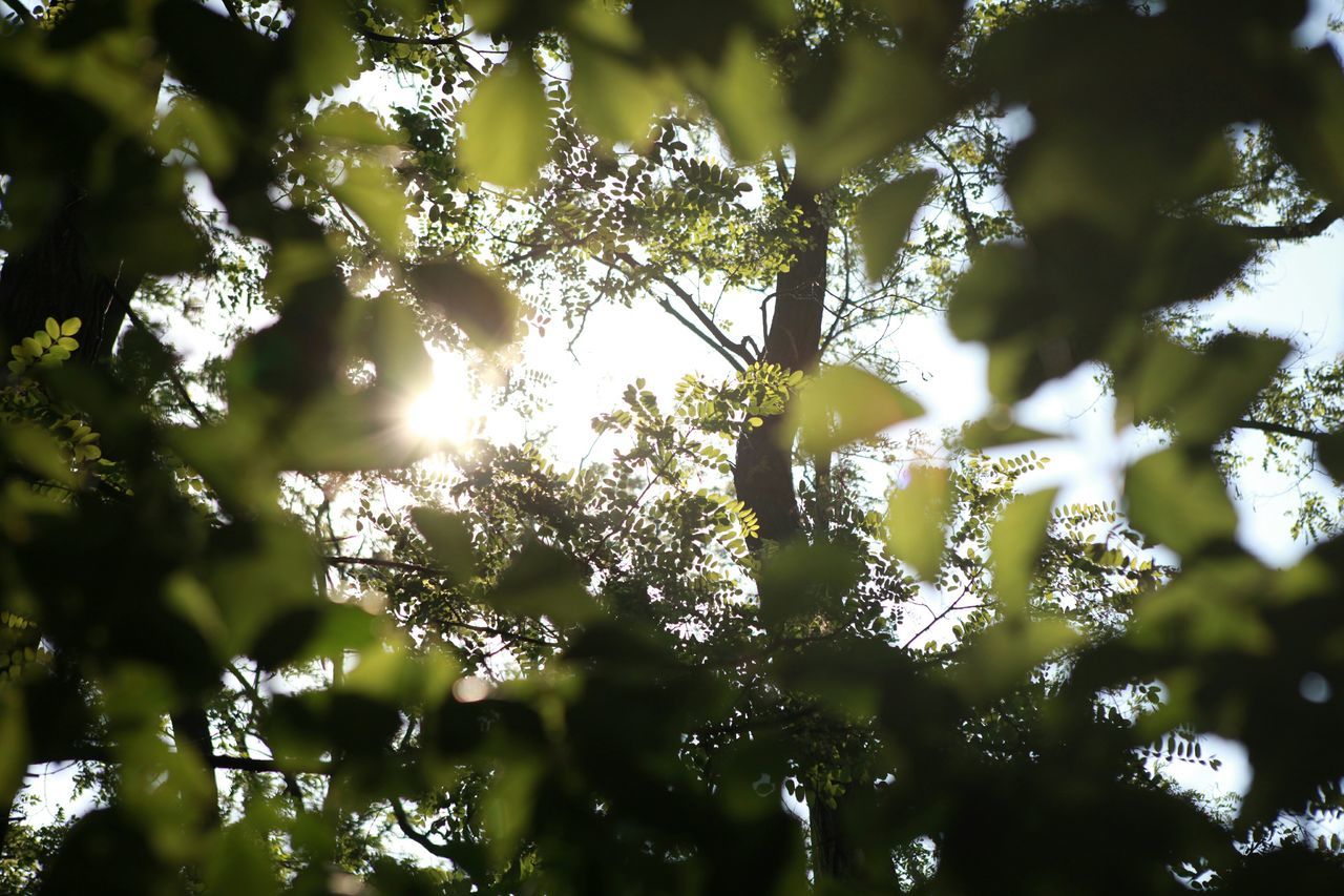 tree, branch, growth, low angle view, nature, focus on foreground, beauty in nature, leaf, close-up, day, sunlight, outdoors, tranquility, freshness, no people, sky, twig, green color, selective focus, forest