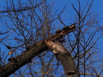 Low angle view of bird perching on tree against sky