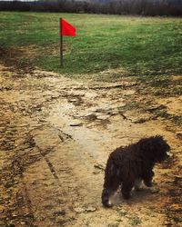 Dog standing in a grass