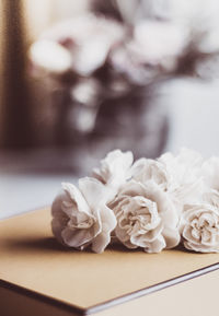 Close-up of rose on table