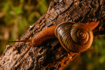 Close-up of snail on tree trunk