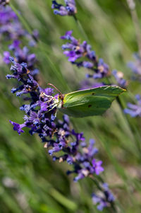 Close-up of butterfly pollinating on purple flowering plant