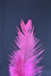 Close-up of feather against purple background