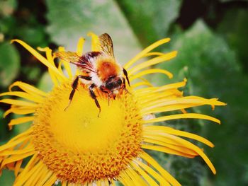 Close-up of honey bee on yellow flower