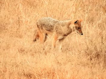 Side view of lion running on landscape