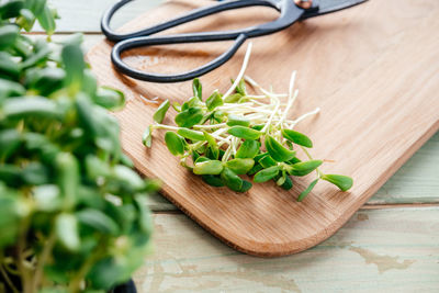 Freshly cut sunflower microgreen shoots on the chopping board in the kitchen