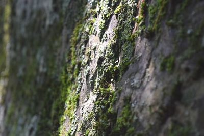 Close-up of moss growing on tree trunk