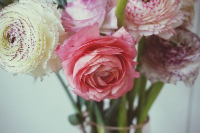 Close-up of roses