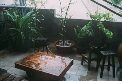 Potted plants in greenhouse