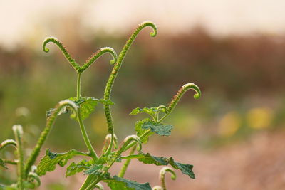 Close-up of plant