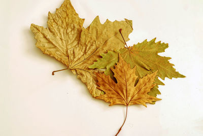 maple leaf