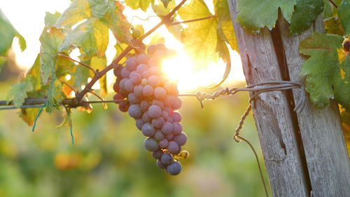 Close-up of grapes growing in vineyard