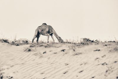 Horse on sand