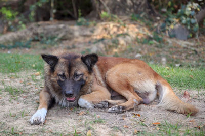 Portrait of lion lying on land